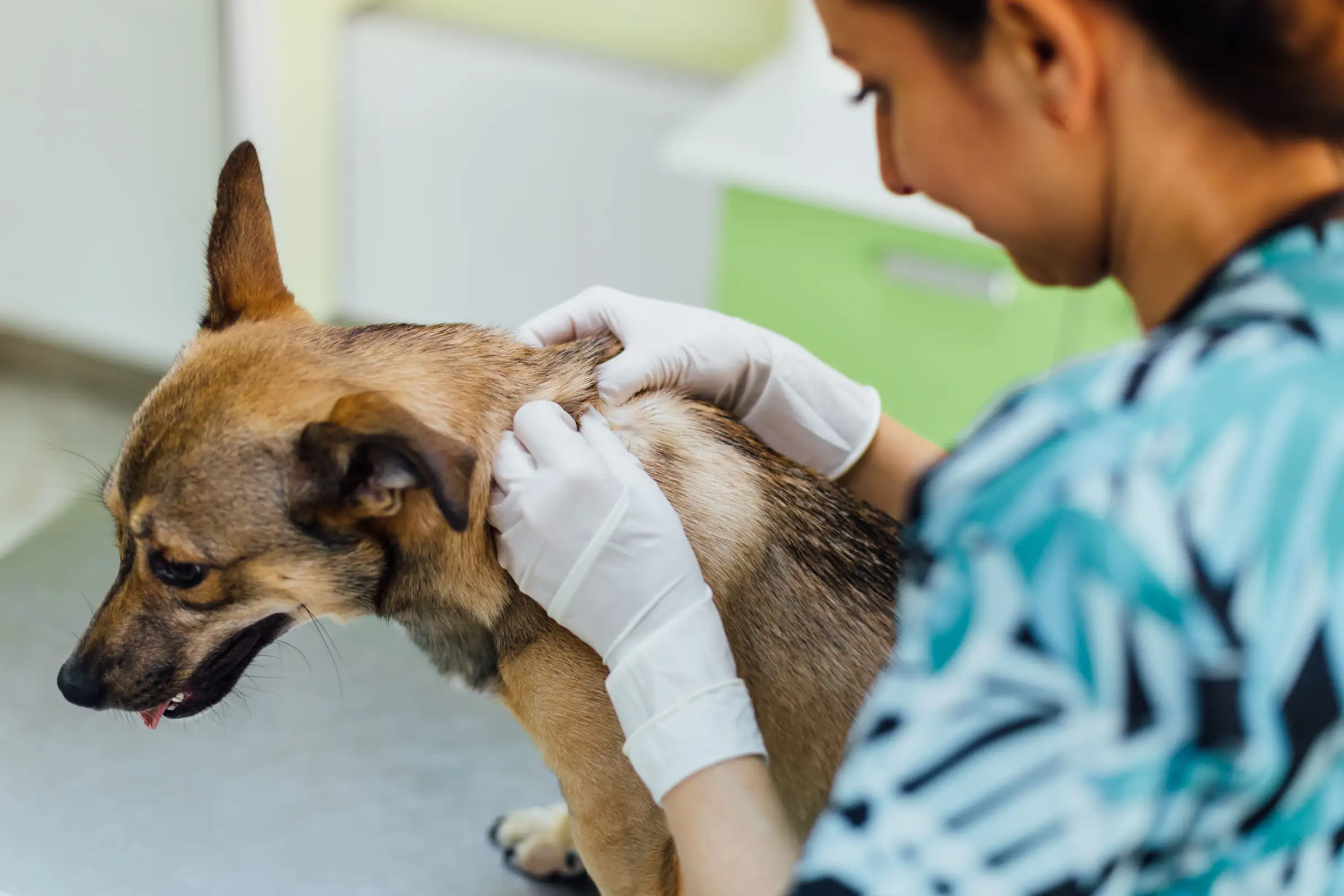 https://estaticos.animaeducacao.com.br/medias/5bb7361e-2a0f-4555-b3ba-7e0612a539b2.webp Veterinária realizando um exame clínico detalhado na pele de um cachorro em uma consulta de rotina em uma clínica especializada