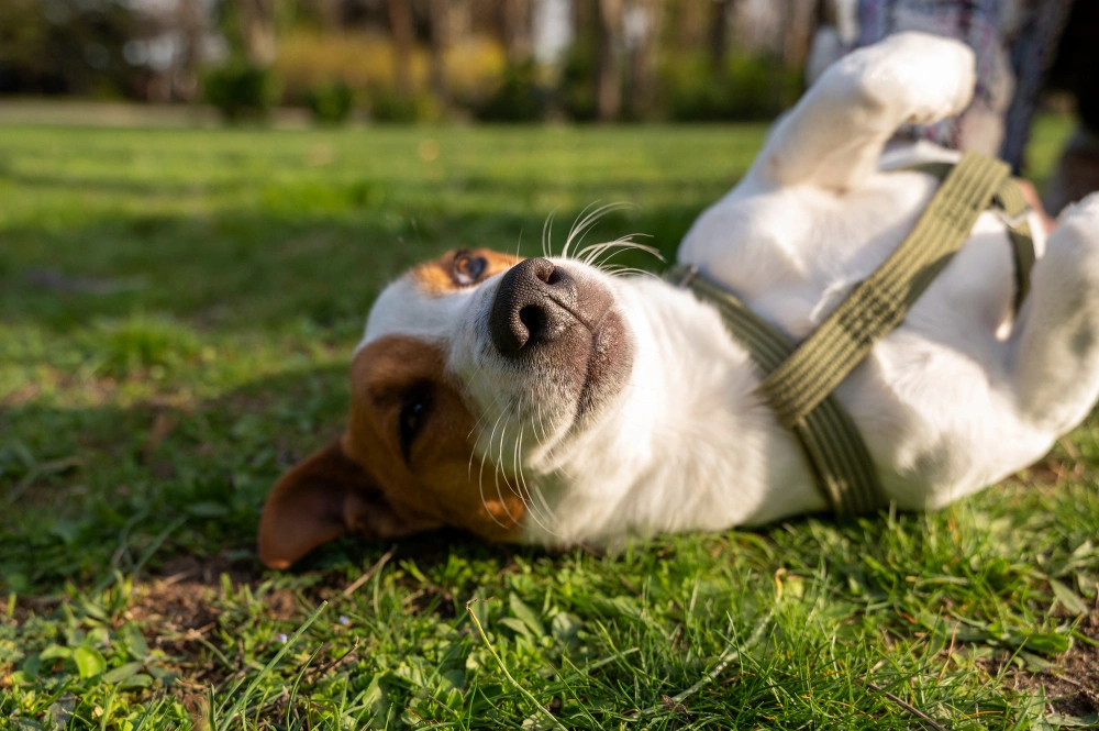 Cinco dicas para manter a saúde e bem-estar dos pets no inverno