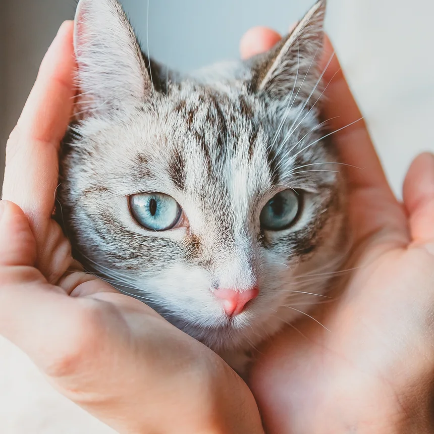 Gato adorável com olhos azuis sendo acariciado carinhosamente, representando cuidado e afeto com animais de estimação