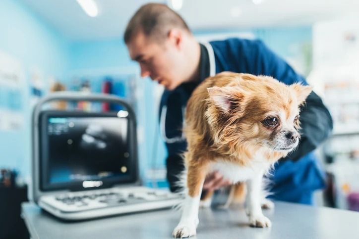 https://estaticos.animaeducacao.com.br/medias/7e7408d0-23e3-4c18-b356-022ca760b32a.webp Veterinário profissional utilizando equipamento de ultrassonografia para diagnóstico preciso de um cão em atendimento clínico