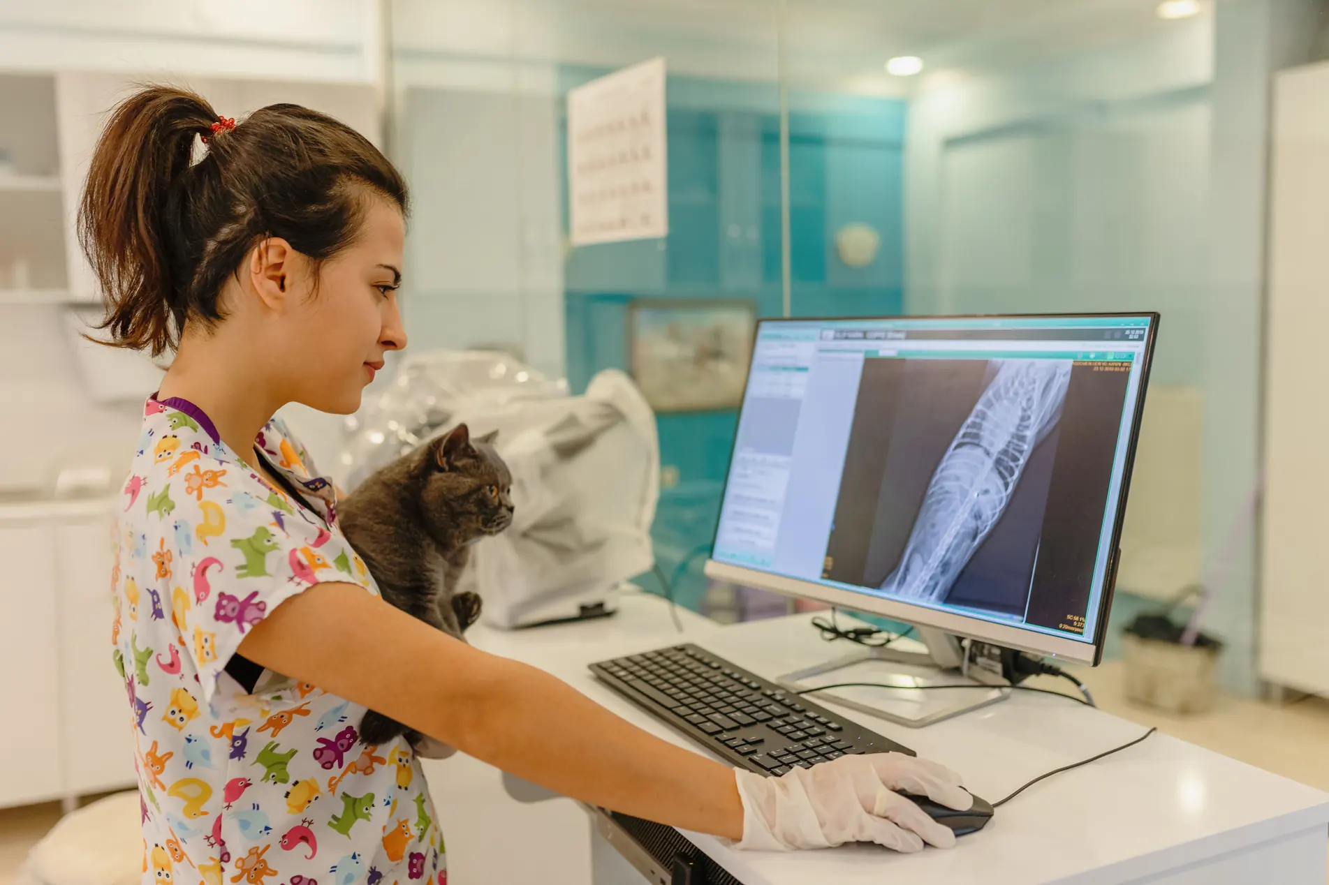 https://estaticos.animaeducacao.com.br/medias/8567b4f5-1f69-4d62-9ba5-ef13c24e03ba.webp Veterinária profissional analisando raio-x digital de um gato em consulta veterinária especializada para diagnóstico preciso