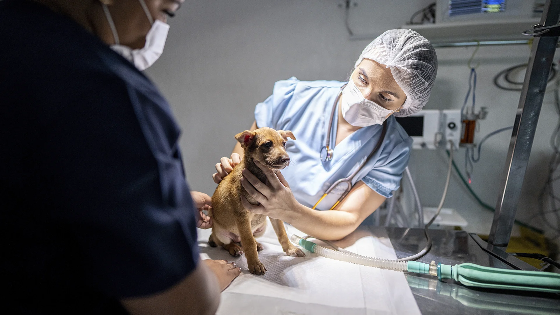Sobre o Curso de Medicina Veterinária