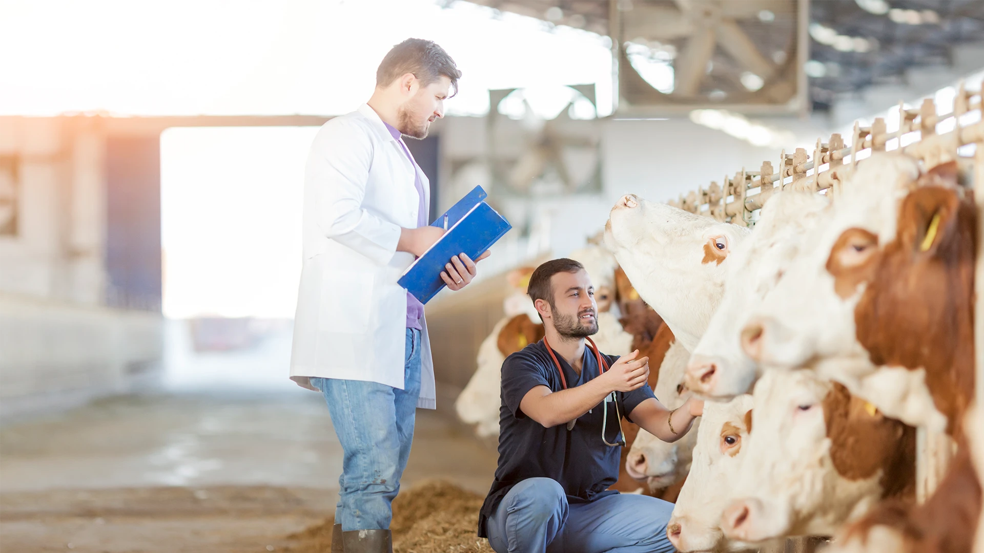 Veterinários examinando gado em uma fazenda leiteira