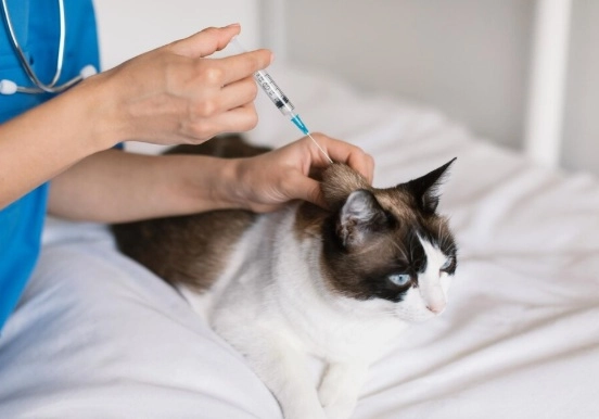 Vacinação evita a morte prematura de cães e gatos
