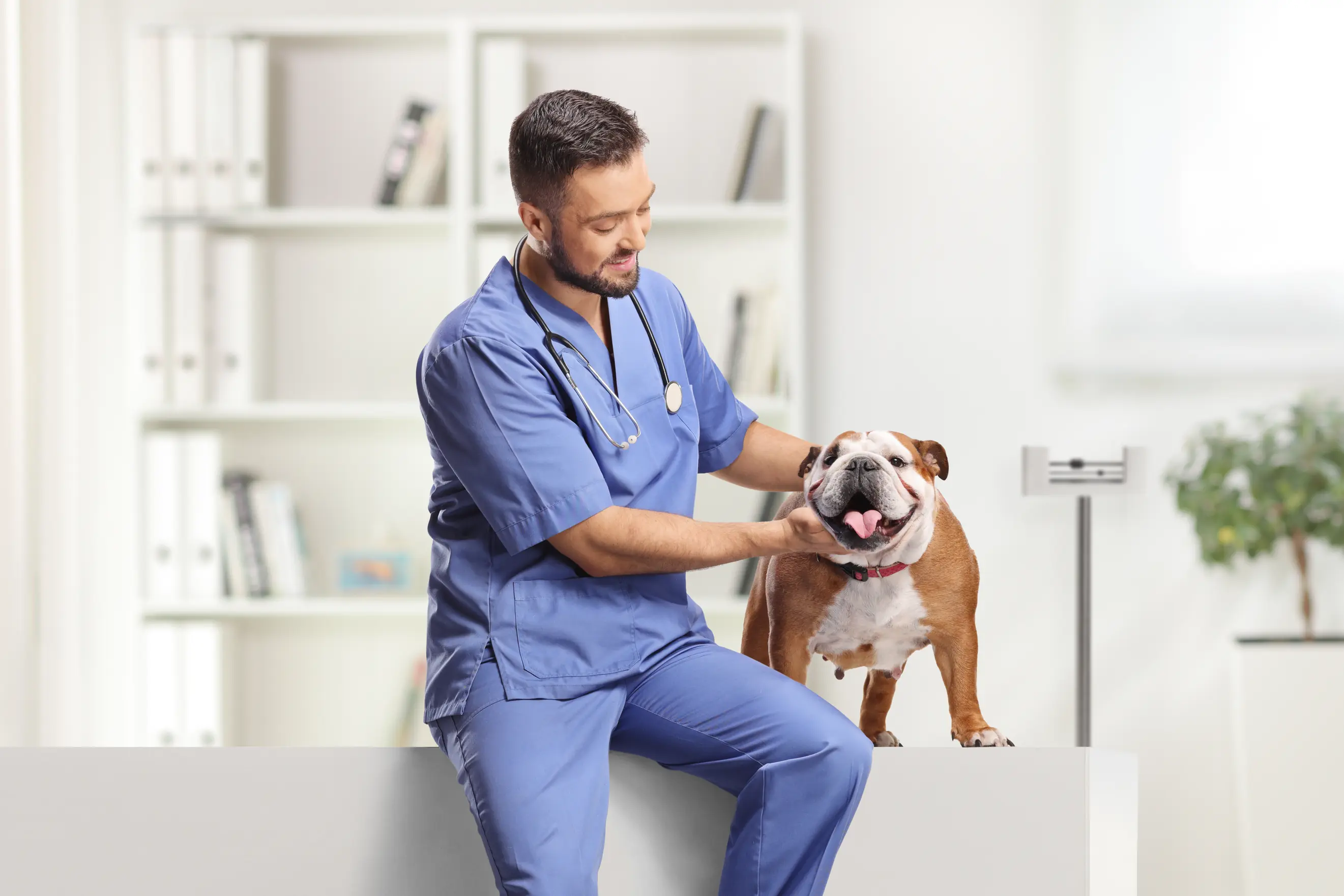 Male veterinarian in blue scrubs petting a happy bulldog at an exam table — Banner Curso / Vencedor