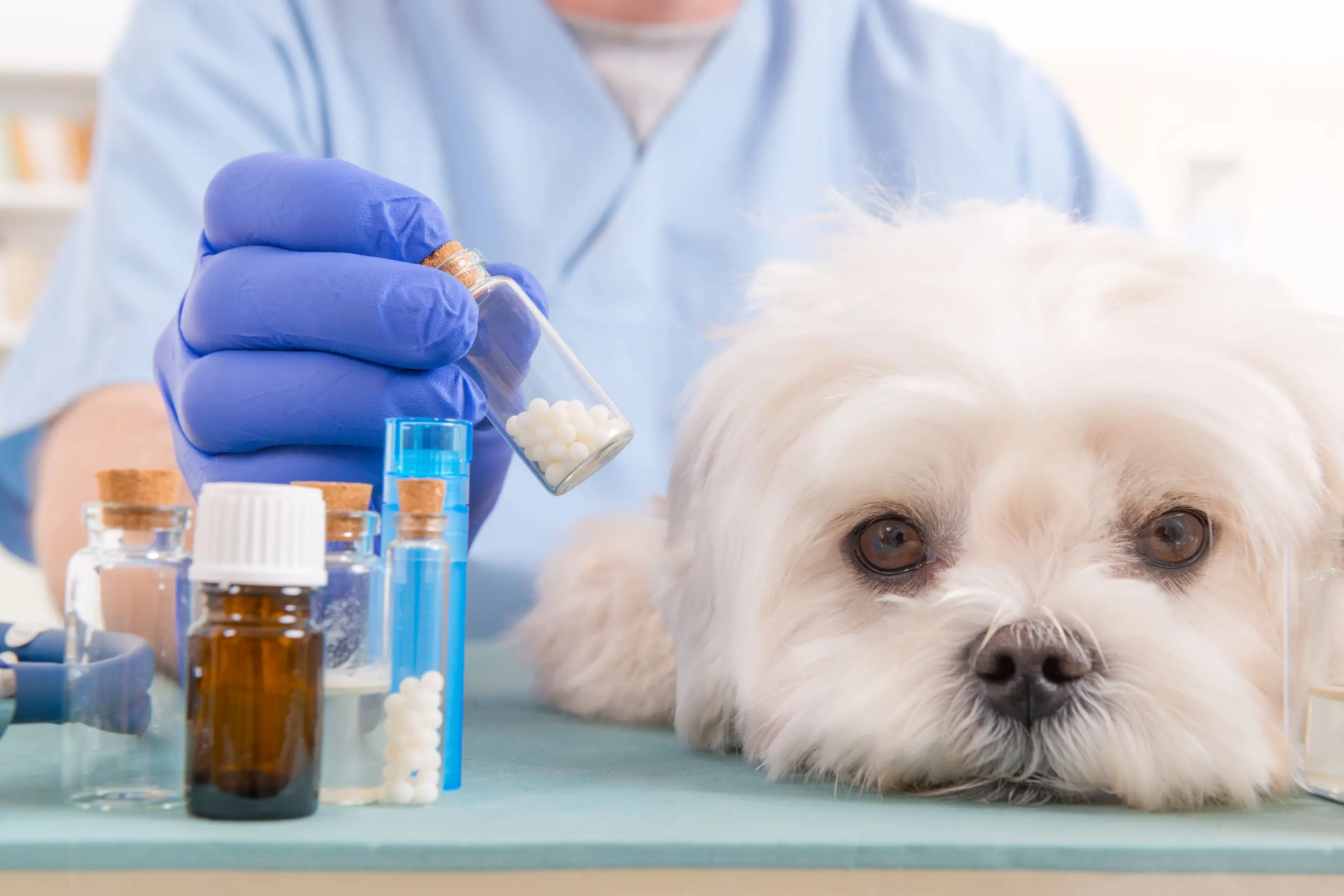 Veterinário realizando atendimento veterinário com tratamento homeopático para um cão pequeno e branco