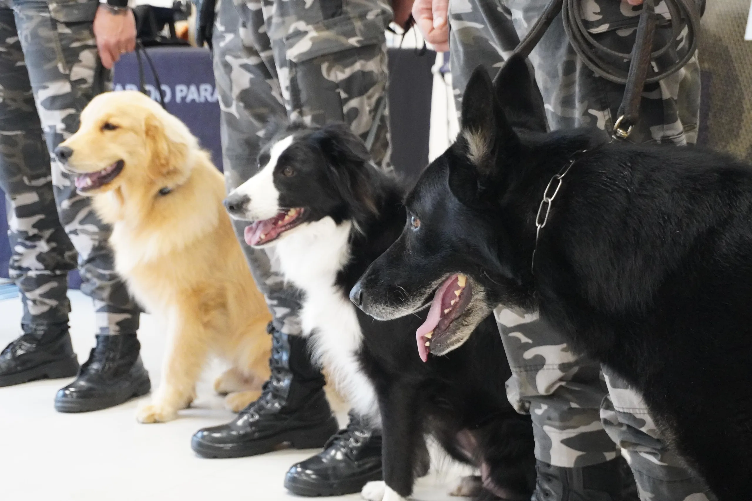 UniCuritiba sedia 1º Simpósio de Bem-estar Animal na Administração Pública Estadual