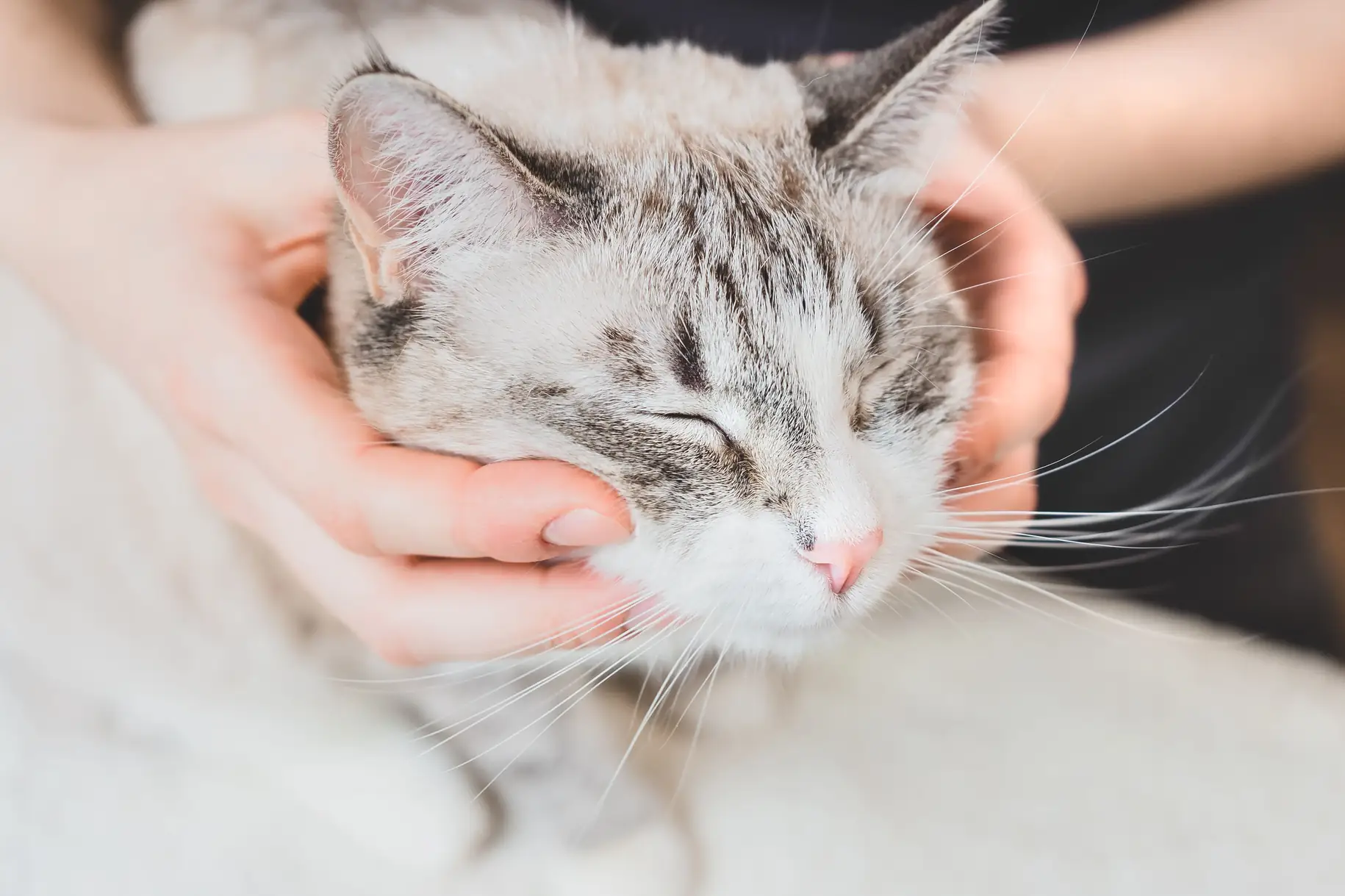 https://estaticos.animaeducacao.com.br/medias/b2f06e34-01ec-4c72-8e82-e06ea894f0a8.webp Gato recebendo carinho na cabeça de seu dono demonstrando relaxamento e conexão com o animal de estimação