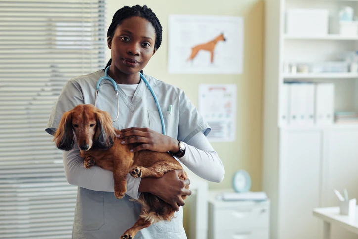 Pós-graduação em Clínica Médica de Pequenos Animais UniBH: condições especiais no Mês do Consumidor
