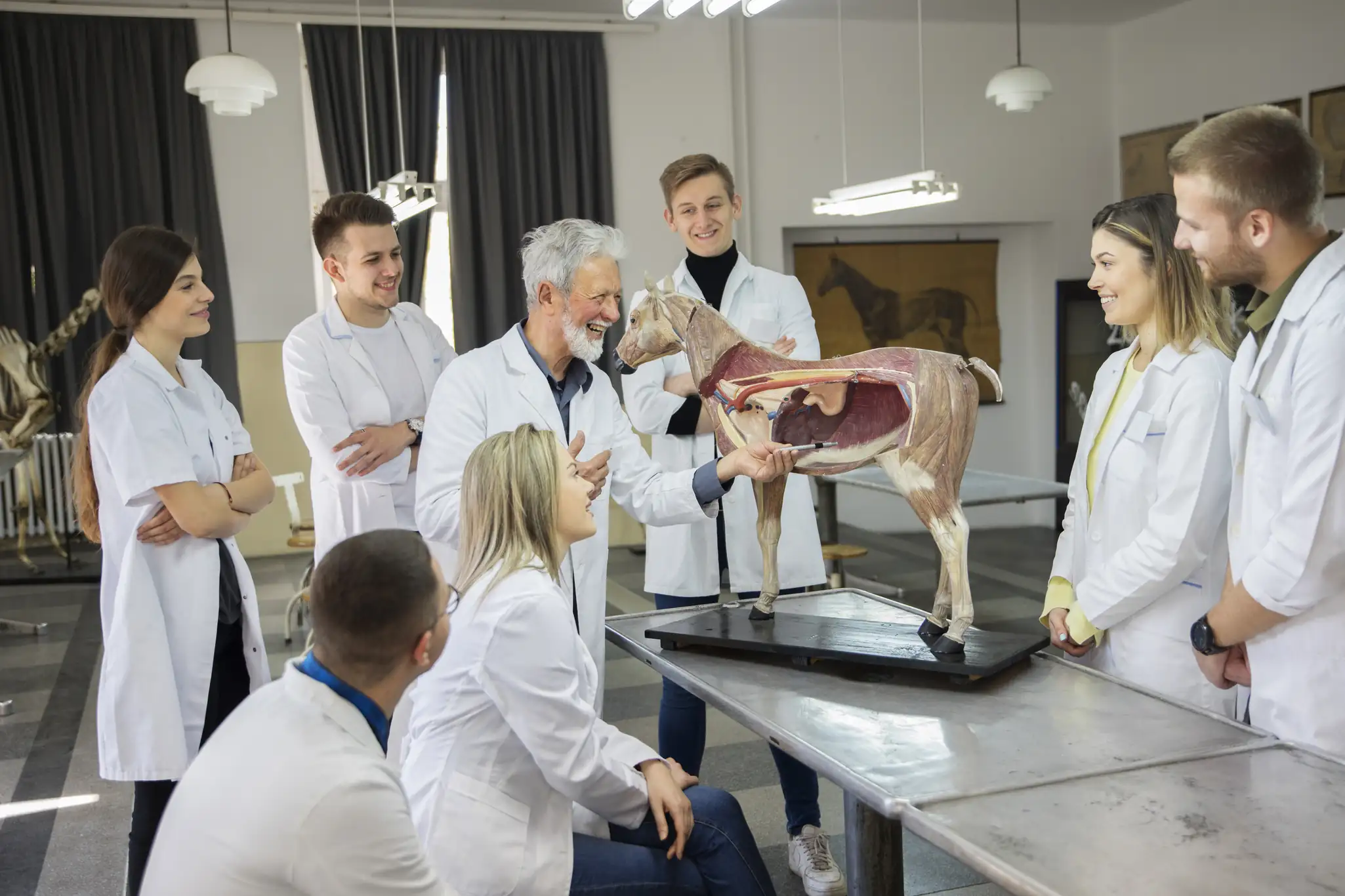 medicina veterinária — Banner Curso / Vencedor