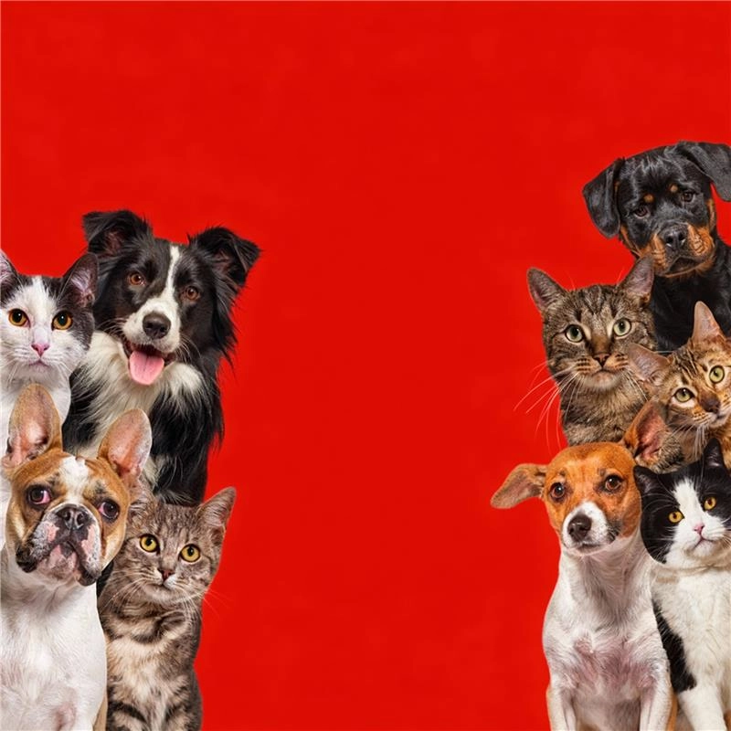Grupo de cães e gatos de diferentes raças reunidos em fundo vermelho